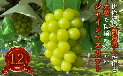 【2025年発送分】長井市伊佐沢のぶどう職人が作るシャインマスカット約1.2kg（2房）_H203(R7)
